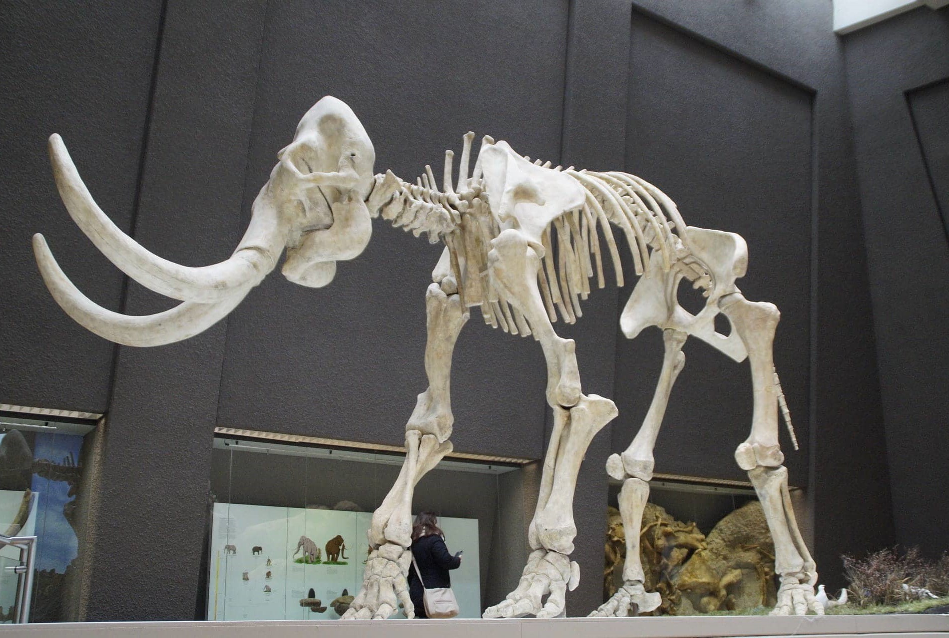 This is an image of a mammoth skeleton, located in the prehistoric exhibition